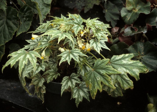 B. ‘Richard Robinson’